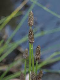 Attēlu rezultāti vaicājumam “Trichophorum cespitosum”