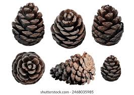 Attēlu rezultāti vaicājumam “Pinus ponderosa fruit”