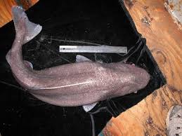 Image result for Somniosus pacificus