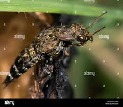 Attēlu rezultāti vaicājumam “Ontholestes murinus”