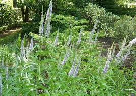 Attēlu rezultāti vaicājumam “Veronica longifolia leaf”