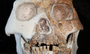 New humen fossils