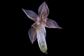 Attēlu rezultāti vaicājumam “Plantago lanceolata flower”