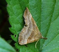 Attēlu rezultāti vaicājumam “Hypena proboscidalis”
