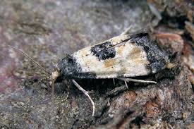 Attēlu rezultāti vaicājumam “Cochylis dubitana”