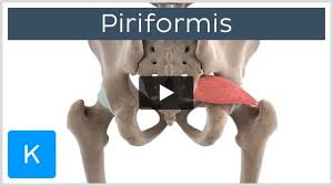 Attēlu rezultāti vaicājumam “Cribraria piriformis”