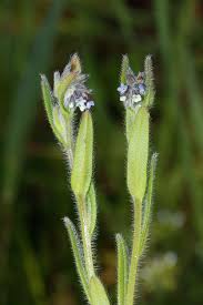 Attēlu rezultāti vaicājumam “Myosotis sparsiflora leaf”