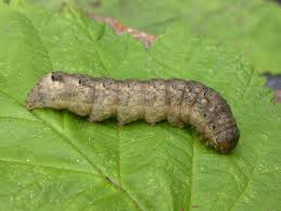 Attēlu rezultāti vaicājumam “Mamestra brassicae larva”