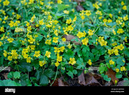 Attēlu rezultāti vaicājumam “Waldsteinia geoides flower”