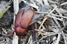 Attēlu rezultāti vaicājumam “Serica brunnea imago”