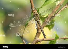 Attēlu rezultāti vaicājumam “Aeshna mixta female”