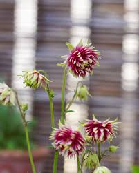 Image result for Aquilegia vulgaris `Nora Barlow`