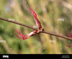 Attēlu rezultāti vaicājumam “Cercidiphyllum japonicum flower”