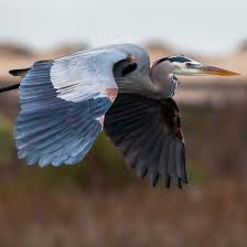 Image result for heron