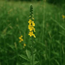 Attēlu rezultāti vaicājumam “Agrimonia eupatoria leaf”
