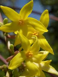 Image result for Carica papaya