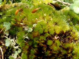Attēlu rezultāti vaicājumam “Syntrichia ruralis var. ruralis sporophyte”
