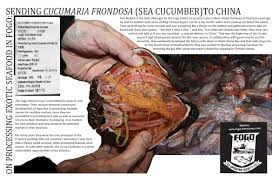 Image result for Cucumaria frondosa