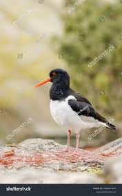 Attēlu rezultāti vaicājumam “Haematopus ostralegus”