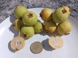Attēlu rezultāti vaicājumam “Pyrus pyraster fruit”