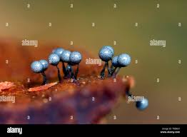 Attēlu rezultāti vaicājumam “Cribraria argillacea stalked”