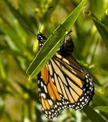 Image result for monarch butterfly