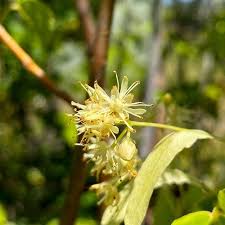 Attēlu rezultāti vaicājumam “Tilia cordata flower”