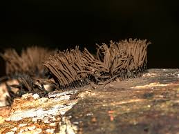 Attēlu rezultāti vaicājumam “Cribraria piriformis spores”