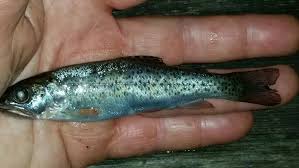 Image result for Oncorhynchus clarkii