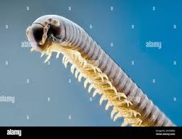 Attēlu rezultāti vaicājumam “Diplopoda”