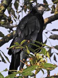 Attēlu rezultāti vaicājumam “Corvus frugilegus adult”