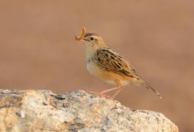 Image result for Cisticola juncidis
