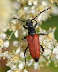 Attēlu rezultāti vaicājumam “Anastrangalia sanguinolenta”