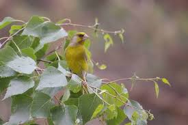 Attēlu rezultāti vaicājumam “Chloris chloris”