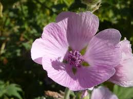 Attēlu rezultāti vaicājumam “Malvaceae”