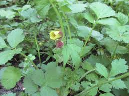 Attēlu rezultāti vaicājumam “Geum x intermedium flower”