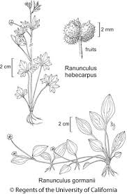 Attēlu rezultāti vaicājumam “Ranunculus flammula fruit”