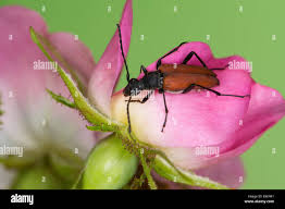 Attēlu rezultāti vaicājumam “Anastrangalia sanguinolenta male”