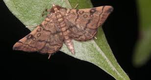 Attēlu rezultāti vaicājumam “Crambidae”