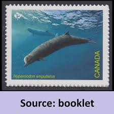 Image result for Hyperoodon ampullatus