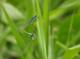 Attēlu rezultāti vaicājumam “Ischnura elegans”