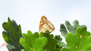 Attēlu rezultāti vaicājumam “Apatura ilia male”