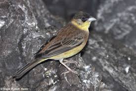 Image result for Emberiza melanocephala