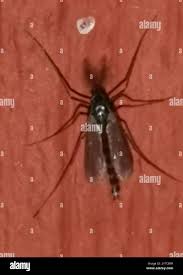 Attēlu rezultāti vaicājumam “Cricotopus male”