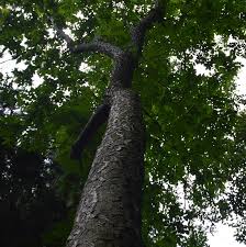 Attēlu rezultāti vaicājumam “Juglans cinerea”