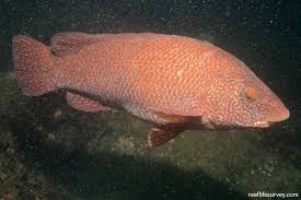 Image result for Labrus bergylta