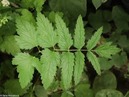 Image result for Pimpinella major