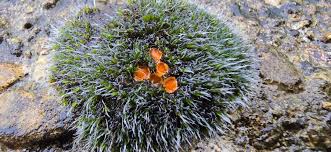 Attēlu rezultāti vaicājumam “Octospora humosa”