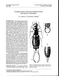 Attēlu rezultāti vaicājumam “Forficula auricularia male”