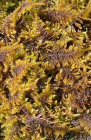 Attēlu rezultāti vaicājumam “Palustriella”